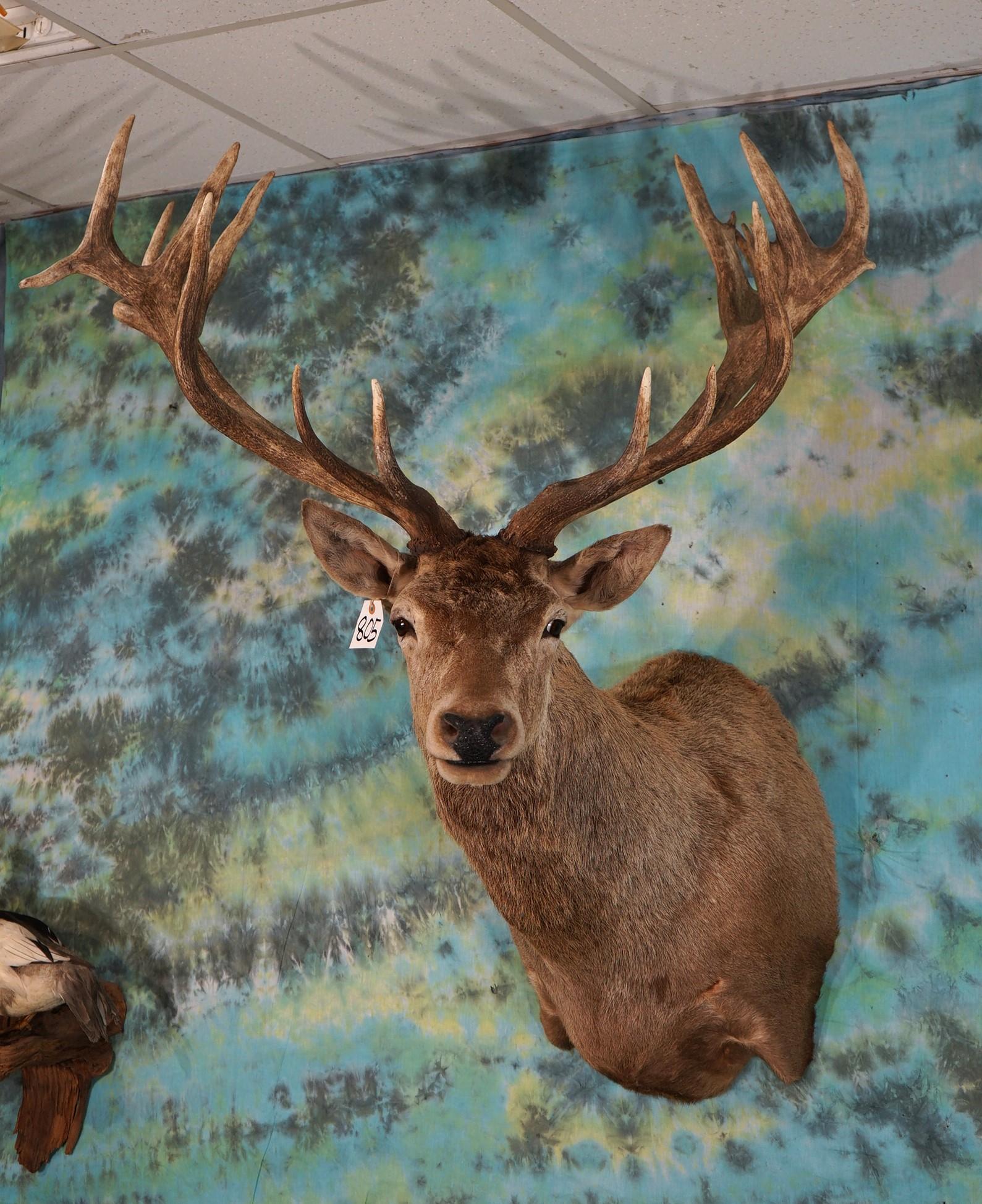 Gold Medal Record Book 20pts. Red Stag Shoulder Taxidermy Mount