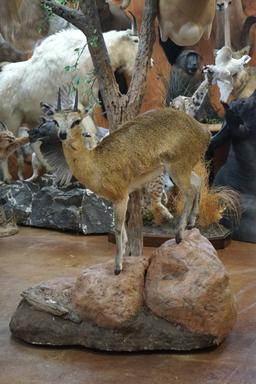 African Trio Diorama Full Mount Klipspringer and Shoulder Mounts of Impala  & Mountain Reedbuck in H