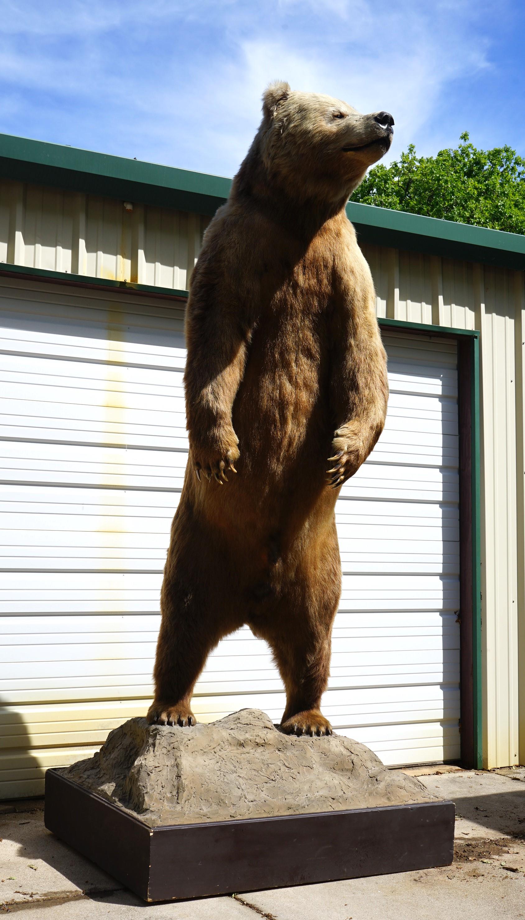 Giant 10 1/2 Footer Kodiak Brown Bear Full Body Taxidermy Mount