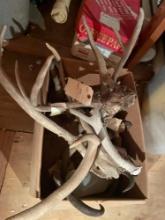 Assortment of Antlers. NO SHIPPING AVAILABLE ON THIS LOT!