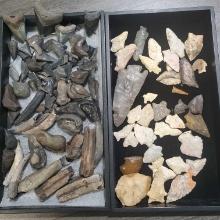 2 Tray Lots Of Fossils, Shark Teeth And Arrow Heads