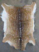 Axis Deer Hide TAXIDERMY