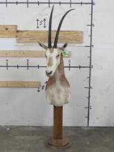 Scimitar Horn Oryx Pedestal *TX RES ONLY* TAXIDERMY