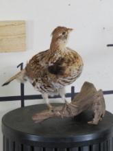 Lifesize Grouse Bird on Natural Wood Perch TAXIDERMY