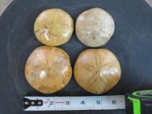 4 Beautifully Polished Sea Urchin/Sand Dollar Fossils from Madagascar ROCKS,MINERALS,FOSSILS