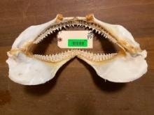 Large set of shark jaws, hard to get natuical taxidermy ,decor 13 inches wide