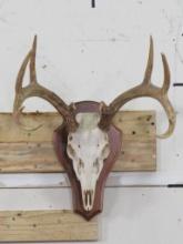 Very Nice 10pt Whitetail Skull on Plaque TAXIDERMY