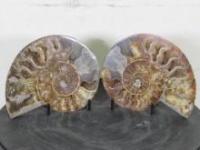 Cut & Polished Split Pair, Agatized Ammonite Fossil from Madagascar w/Display Stand FOSSILS