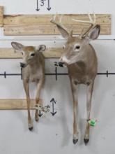 1/2 Body Buck & Doe Whitetail Pair, Cute Couple!! (ONE$) TAXIDERMY