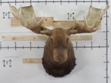 Very Nice XXL Moose w/64.25" Spread!! Real Antlers, High Quality, Clean TAXIDERMY