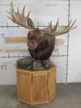 Very Nice XXL Moose Pedestal w/62.5" Spread!! Real Antlers, High Quality Mount TAXIDERMY