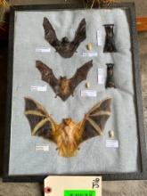 Awesome collection, of 5 Indonesia Bats & 3 skulls, in display 8 1/4 X 6 1/4 inches Scientific names