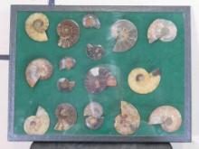 Awesome Collection of Cut & Polished Agatized Ammonite Fossil Halves in Display Case FOSSILS