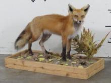 Lifesize Standing Red Fox on base TAXIDERMY