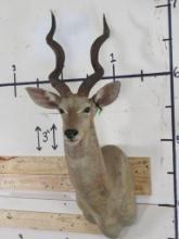 Lesser Kudu Sh MT TAXIDERMY