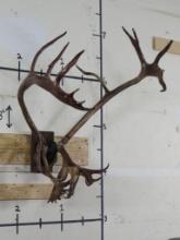 Central Barrenground Caribou Nunuvot, CAN 30 Pts TAXIDERMY