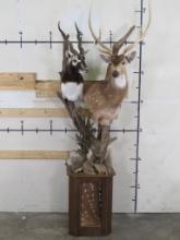 Very Nice & Unique Axis & Blackbuck Double Pedestal, Very High Quality TAXIDERMY