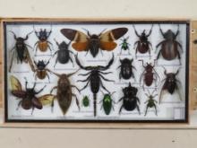 Insect Collection in 14"x8" Shadow Box, 18 Insects (ONE$) ODDITIES&CURIOSITIES