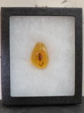 1" Long Scorpion in Amber Resin in 6.25"x5.25" Display Case