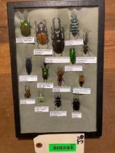 Awesome collection, of 14 different kinds of Indonesia Beetles, in display 12 X 8 inches Scientific