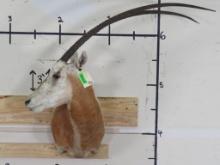 Scimitar Horn Oryx *TX RES ONLY* TAXIDERMY