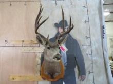WHITETAIL SH MT W/LONG TINES ON PLAQUE TAXIDERMY