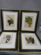 Set 4 1899 J Troncy Antique Traite General De Viticulture Grapes Chromolithographs