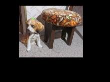 Beagle ceramic statue and foot stool, 14" H