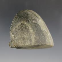 Very unique and heavily tallied 1 15/16" x 2 5/8" Hemispheric Loafstone found in Ohio.