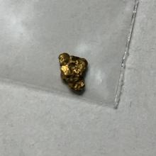 Gold Nugget Alaskan Yellow Top End 