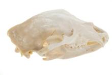 Montana Black Bear Professional Taxidermy Skull