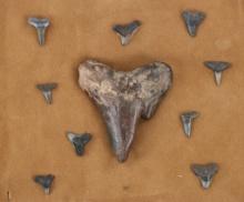 Carcharodon or Requiem Fossilized Shark Teeth