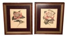 (2) Vintage Framed and Matted Camellia P
