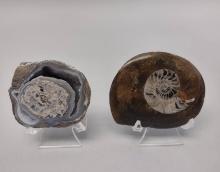 2 Fossils With Stands